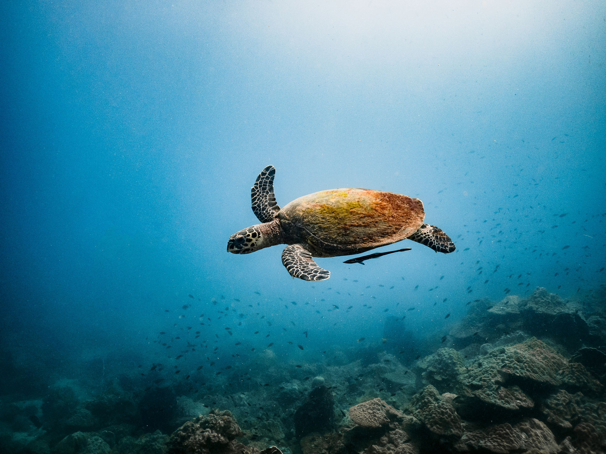 Ocean conservation